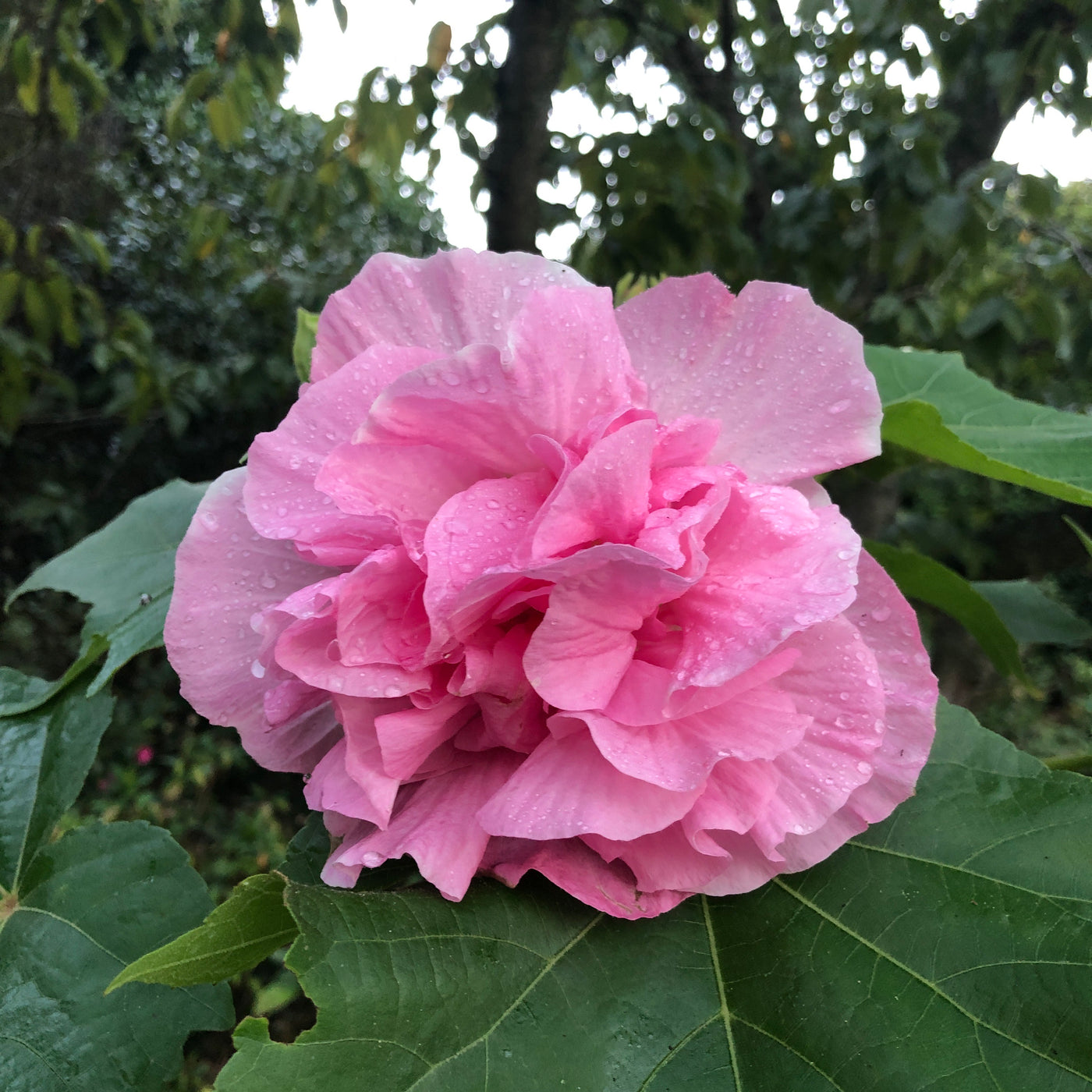 Puriri Lane HIbiscus mutablis | Confederate Rose
