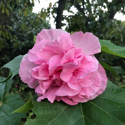 Puriri Lane HIbiscus mutablis | Confederate Rose