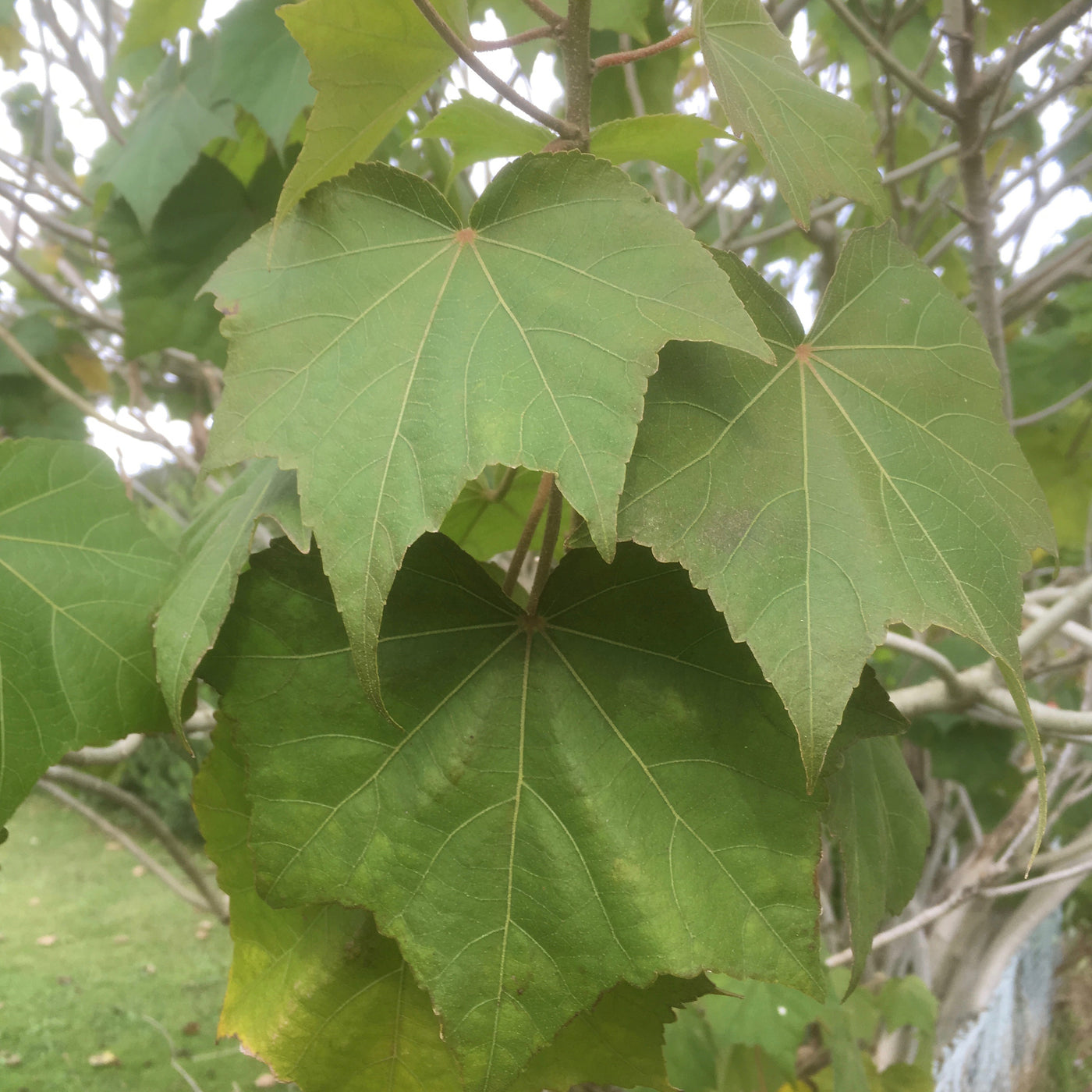 Puriri Lane HIbiscus mutablis | Confederate Rose