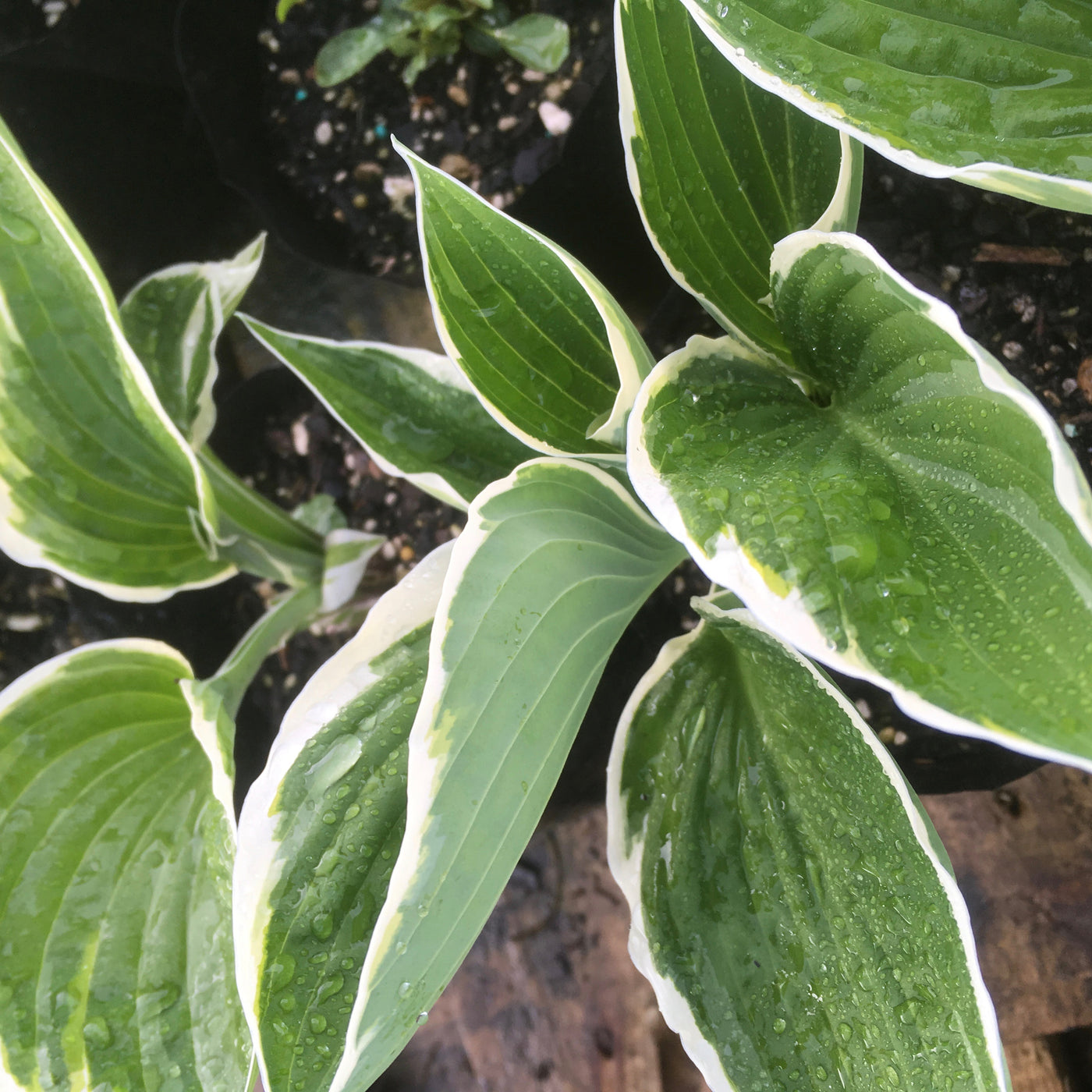 Puriri Lane | Hosta Francee