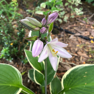 Puriri Lane | Hosta Francee