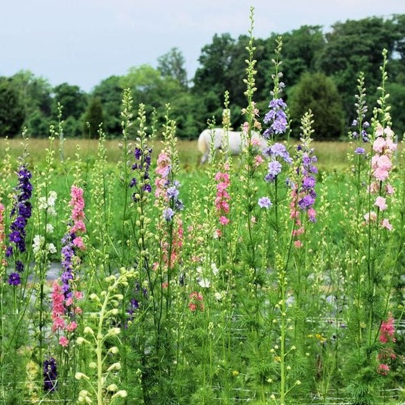 Puriri Lane | Cool Flowers | Lisa Mason Ziegler