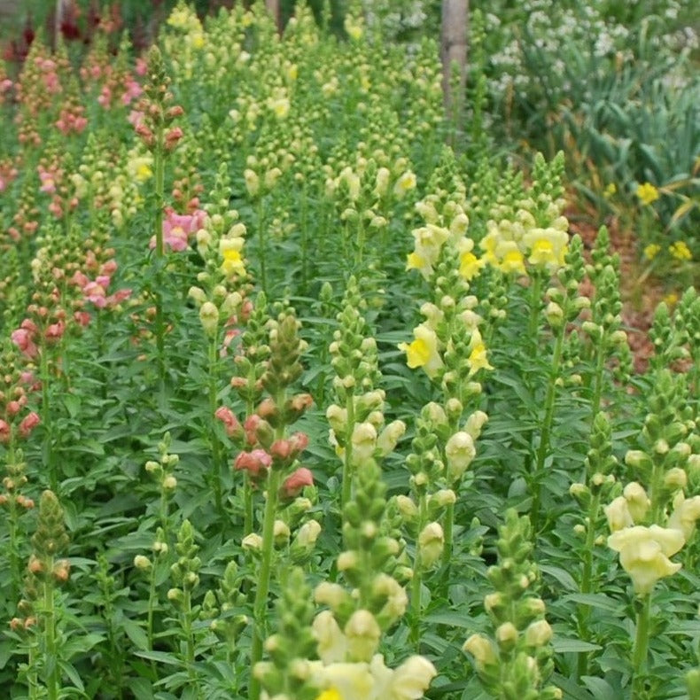 Puriri Lane | Cool Flowers | Lisa Mason Ziegler