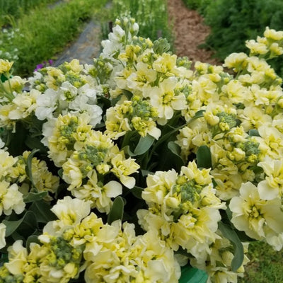 Puriri Lane | Cool Flowers | Lisa Mason Ziegler