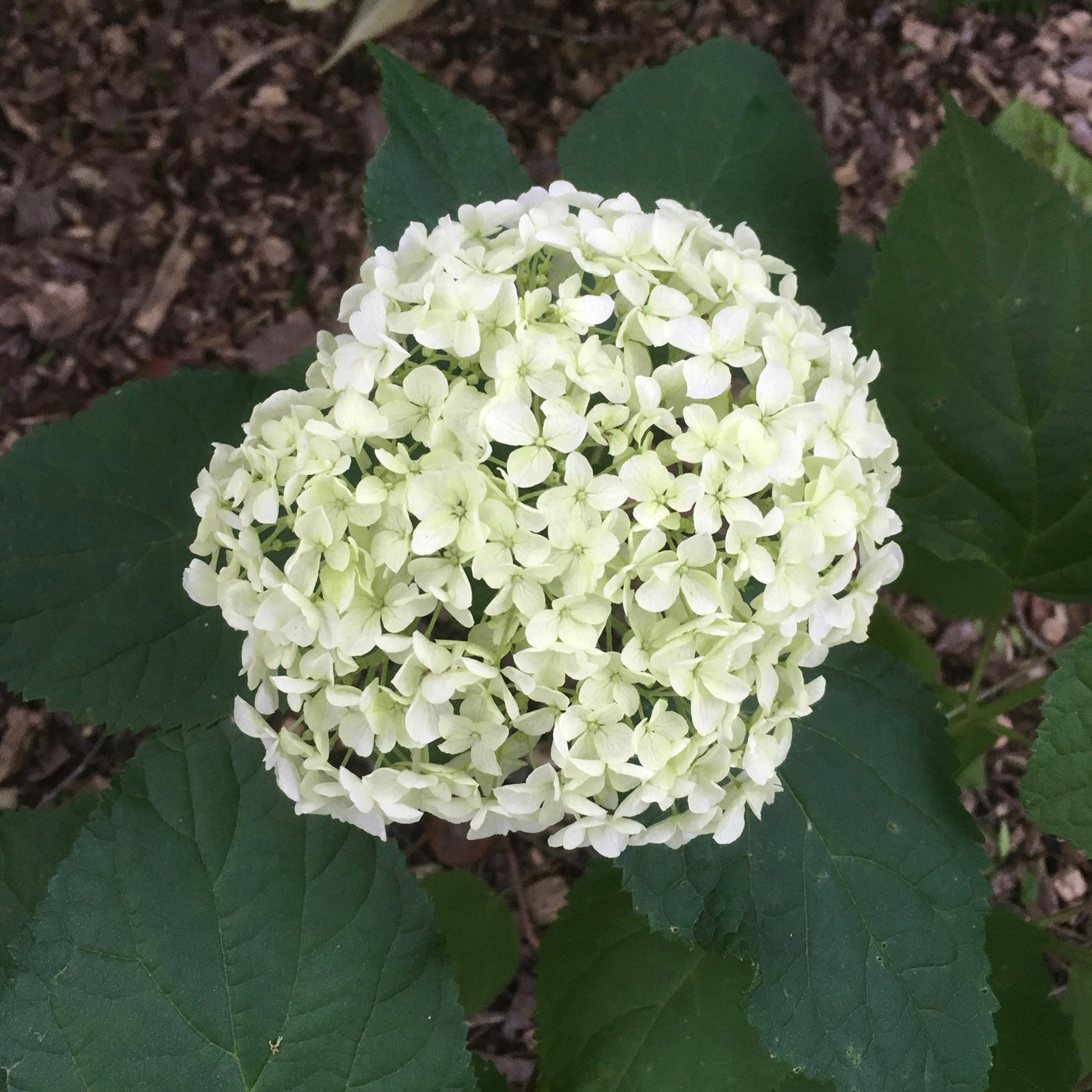 Puriri Lane Hydrangea aborescens Annabelle