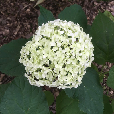 Puriri Lane Hydrangea aborescens Annabelle