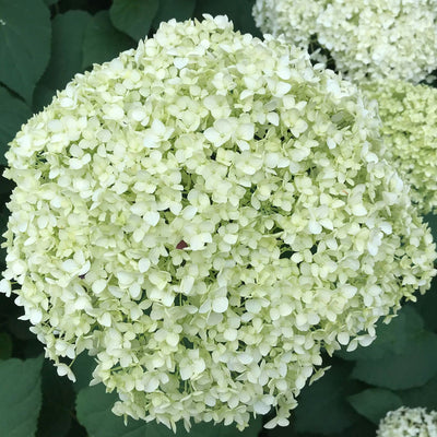 Puriri Lane Hydrangea aborescens Annabelle
