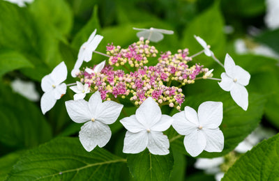 Puriri Lane | Hydrangeas | Beautiful varieties for home and garden | Naomi Slade