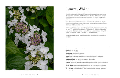 Puriri Lane | Hydrangeas | Beautiful varieties for home and garden | Naomi Slade