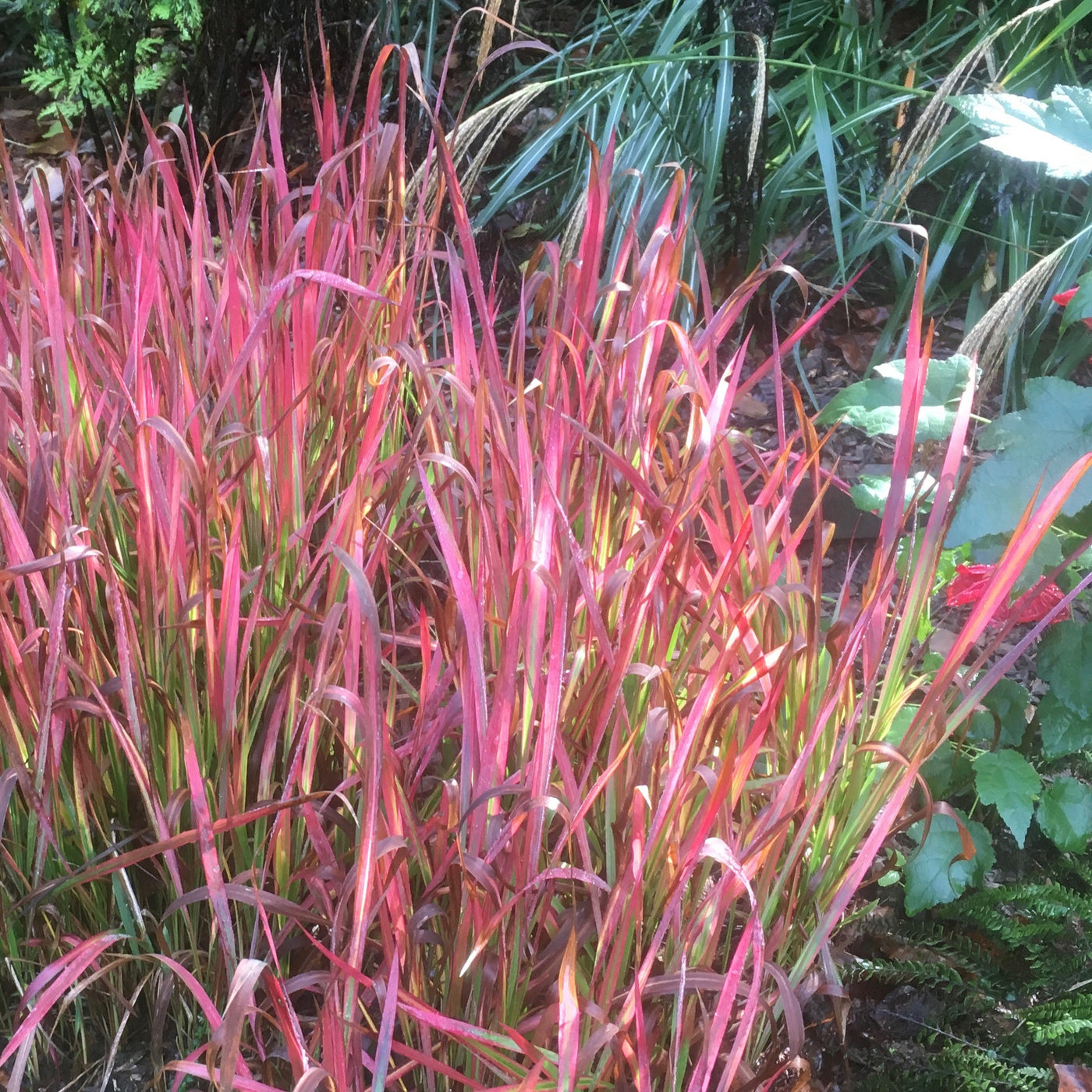 Puriri Lane | Imperata cylindrica | Rubra | Blood Grass