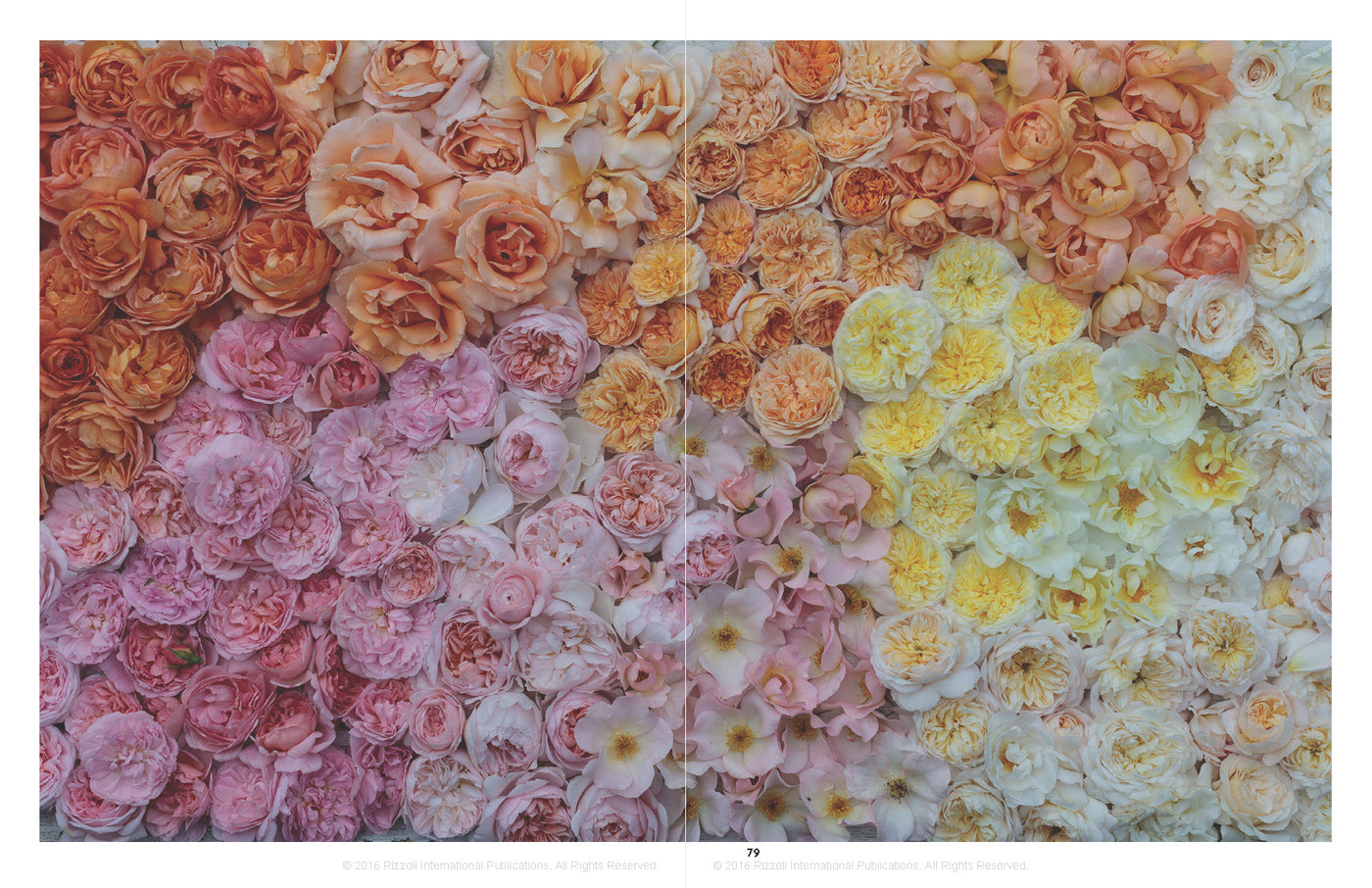 Puriri Lane | In Full Flower | Gemma & Andrew Ingalls