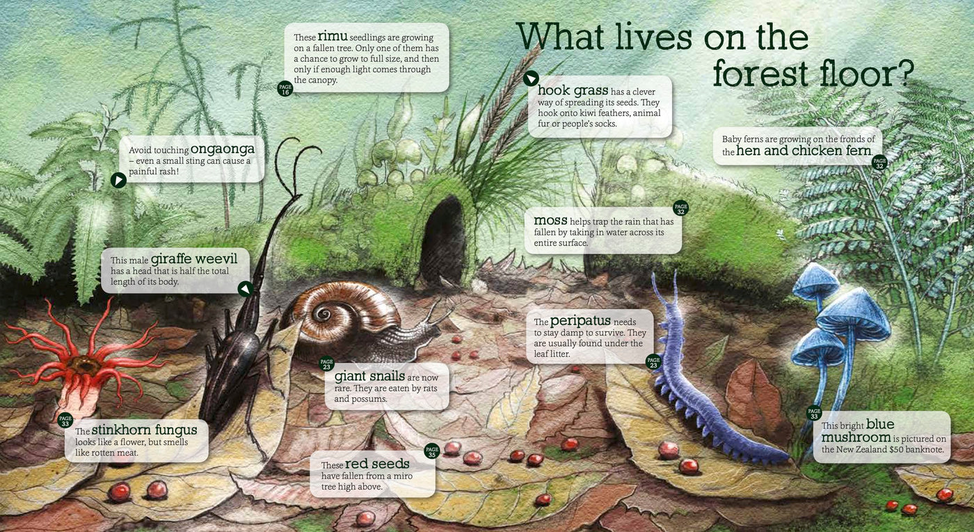 Puriri Lane | In The Bush | Ned Barraud & Gillian Candler