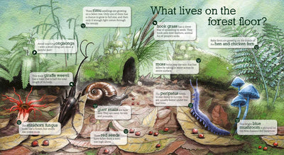 Puriri Lane | In The Bush | Ned Barraud & Gillian Candler