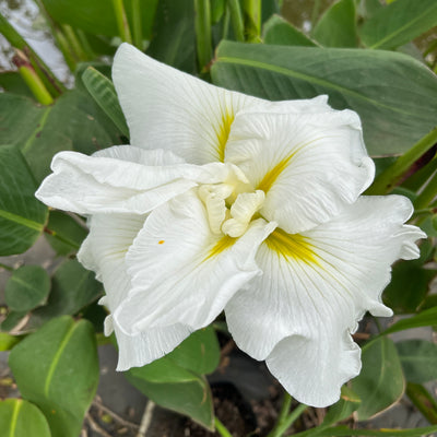 Puriri Lane | Iris ensata | Fatima Go Aru