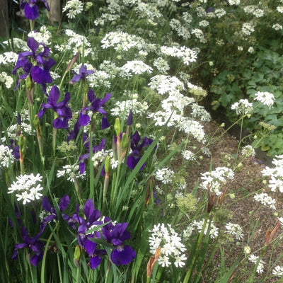 Puriri Lane | Orlaya grandiflora