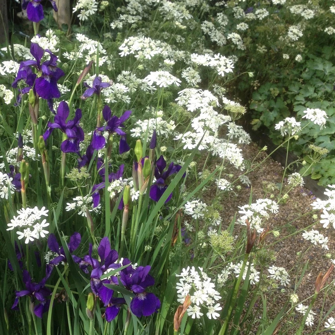 Puriri Lane | Iris sibirica | Caesars Brother