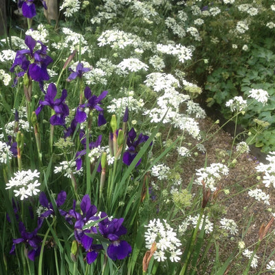 Puriri Lane | Iris sibirica | Caesars Brother