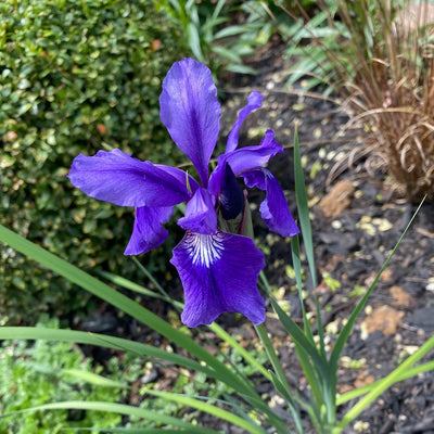 Puriri Lane | Iris sibirica | Caesars Brother