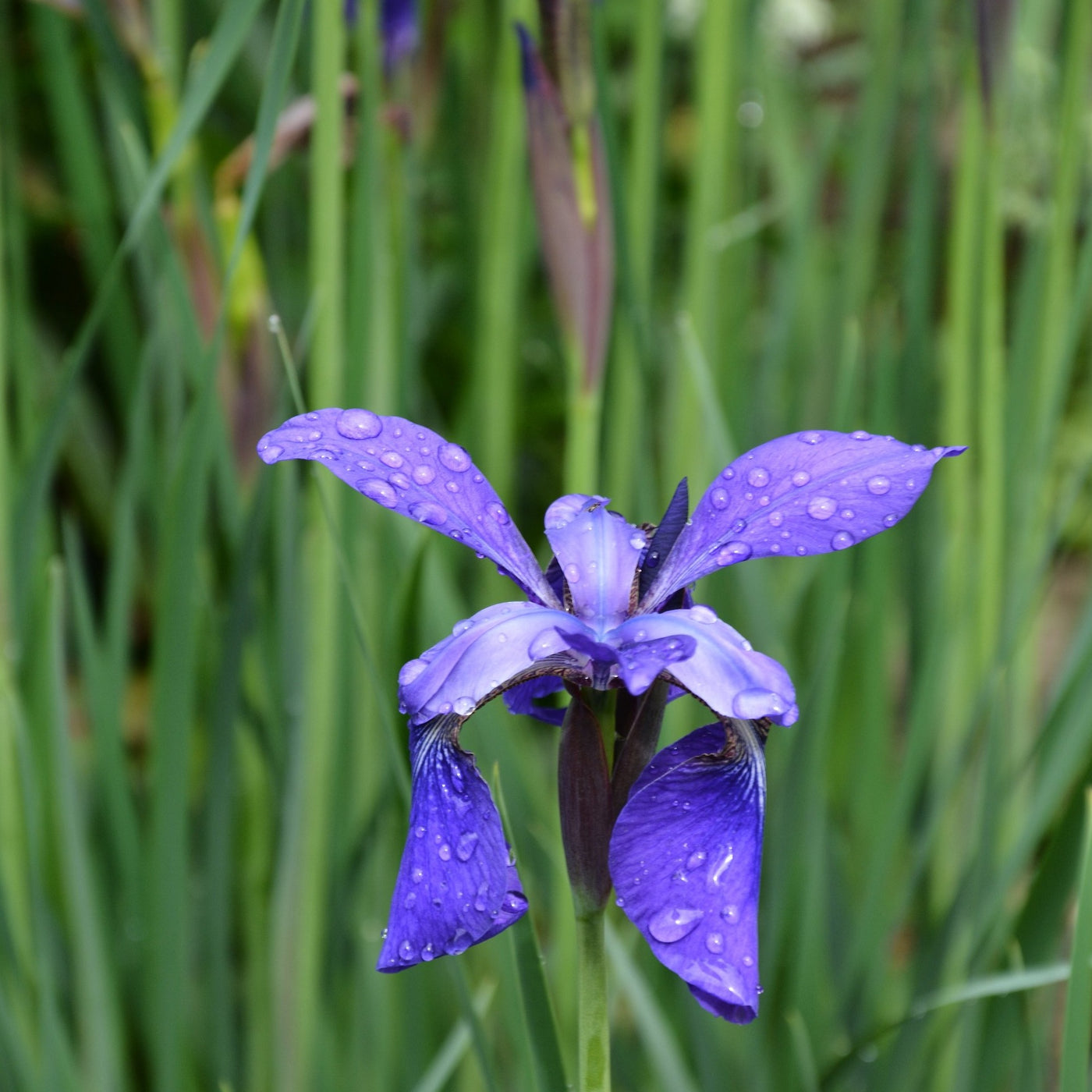 Puriri Lane | Iris sibirica | Caesars Brother