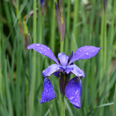 Puriri Lane | Iris sibirica | Caesars Brother