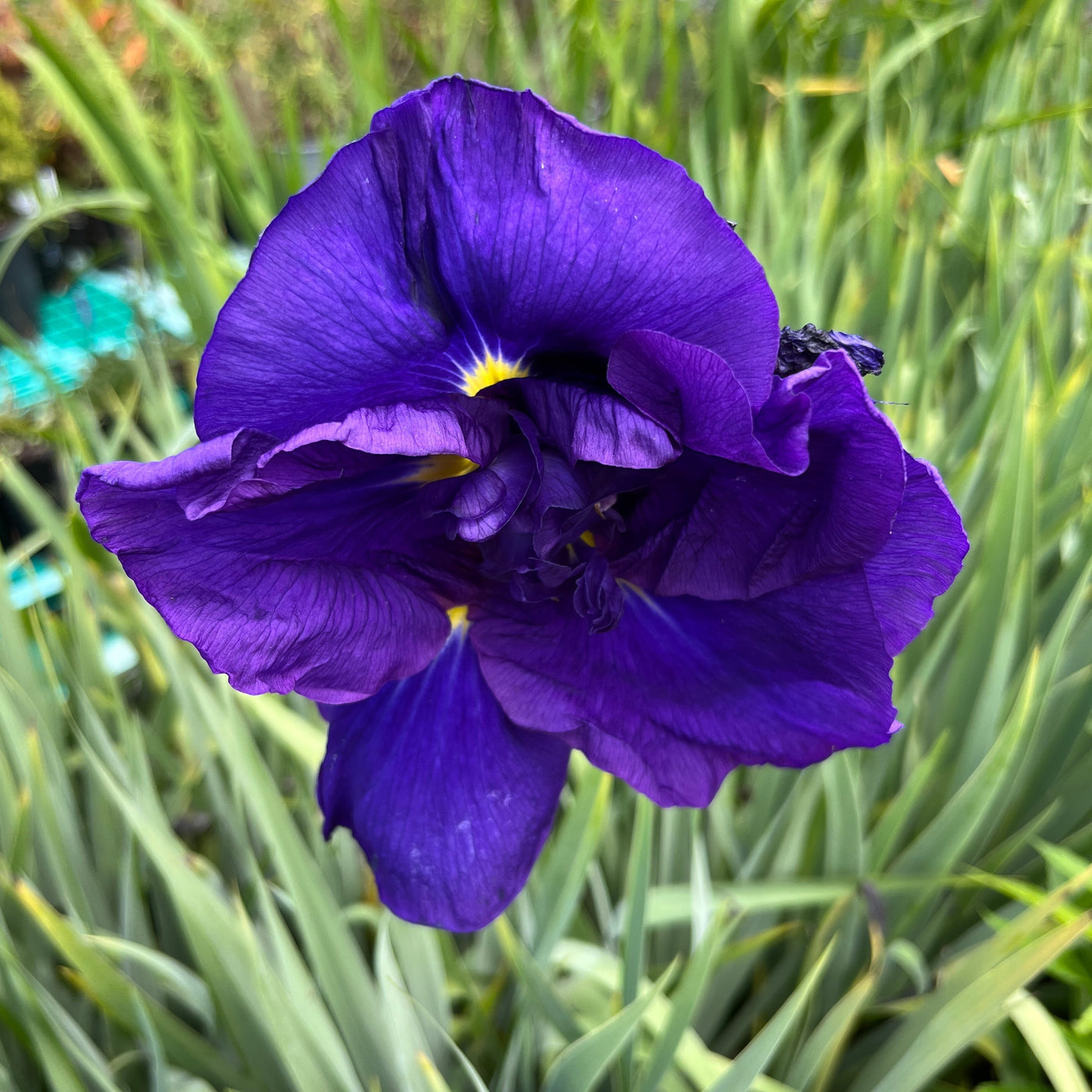 Iris sibirica | Hubbard's Purple