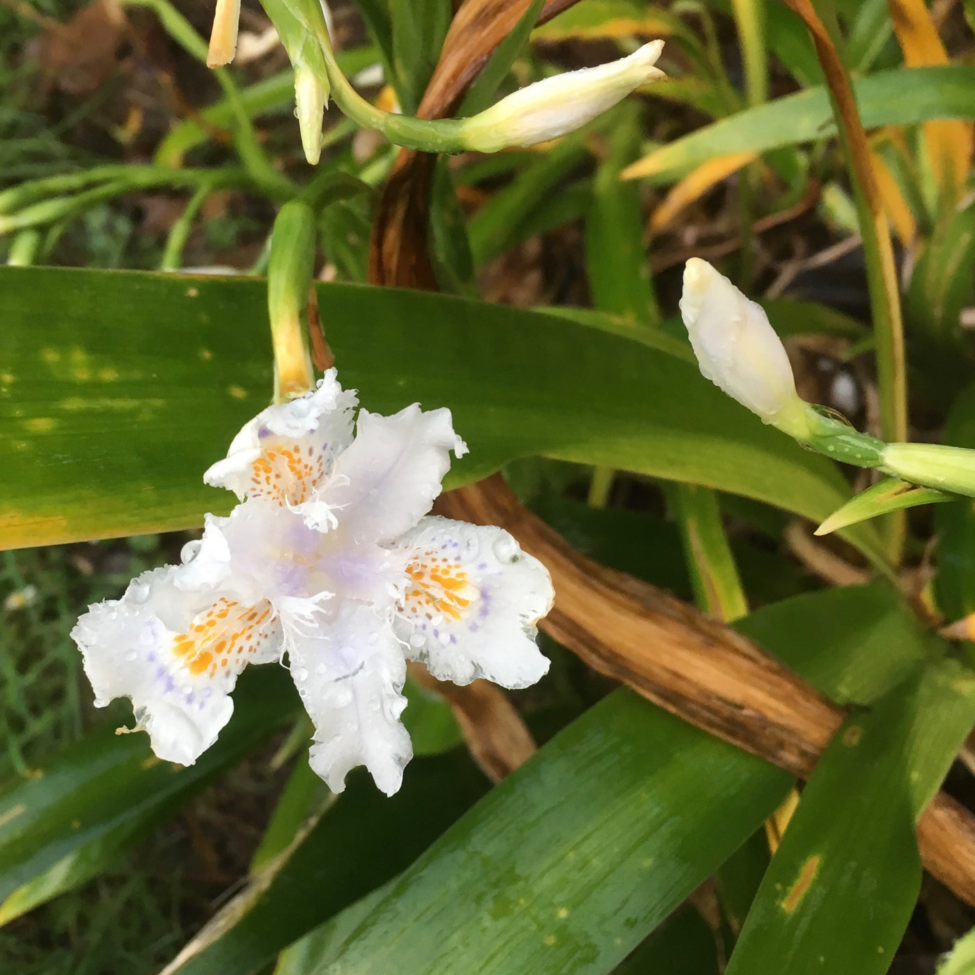 Puriri Lane | Iris Wattii | Evansia | Fringed Iris