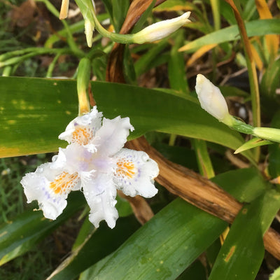 Puriri Lane | Iris Wattii | Evansia | Fringed Iris