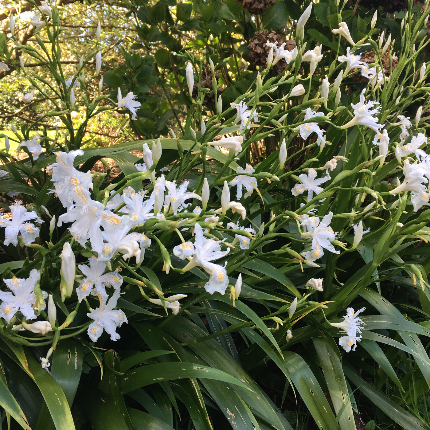 Puriri Lane | Iris Wattii | Evansia | Fringed Iris