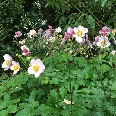 Puriri Lane | Anemone x hybrida | Pale Pink