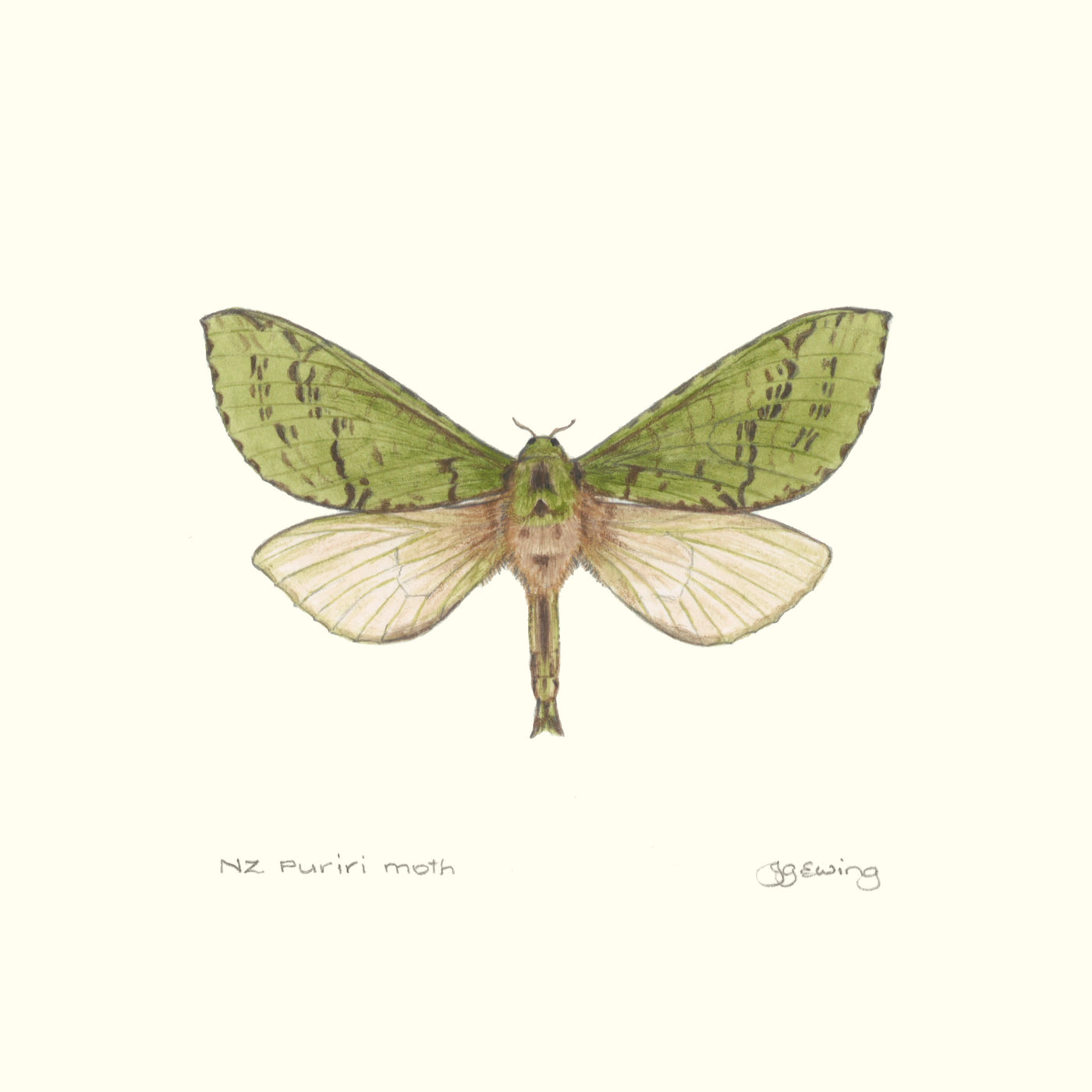 Puriri Lane | Jo Ewing | Puriri Moth