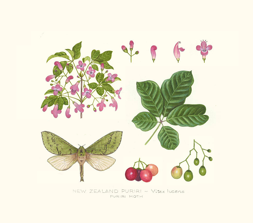 Puriri Lane | Jo Ewing | The Puriri | Vitex lucens