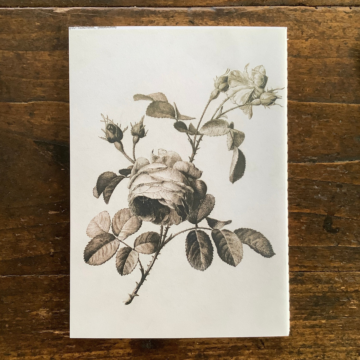 Puriri Lane | Everything Roses | Set of 3 Notebooks | John Derian