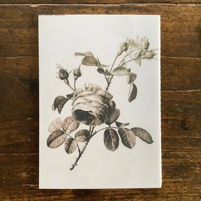 Puriri Lane | Everything Roses | Set of 3 Notebooks | John Derian