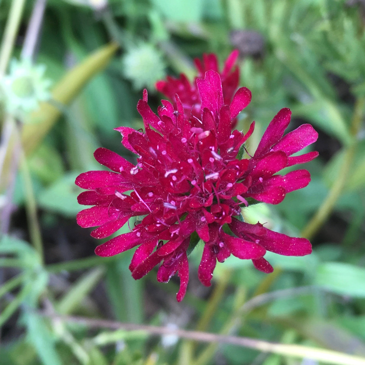 Puriri Lane | Knautia macedonica  | Red Cherries