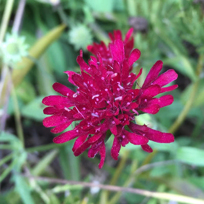 Puriri Lane | Knautia macedonica  | Red Cherries