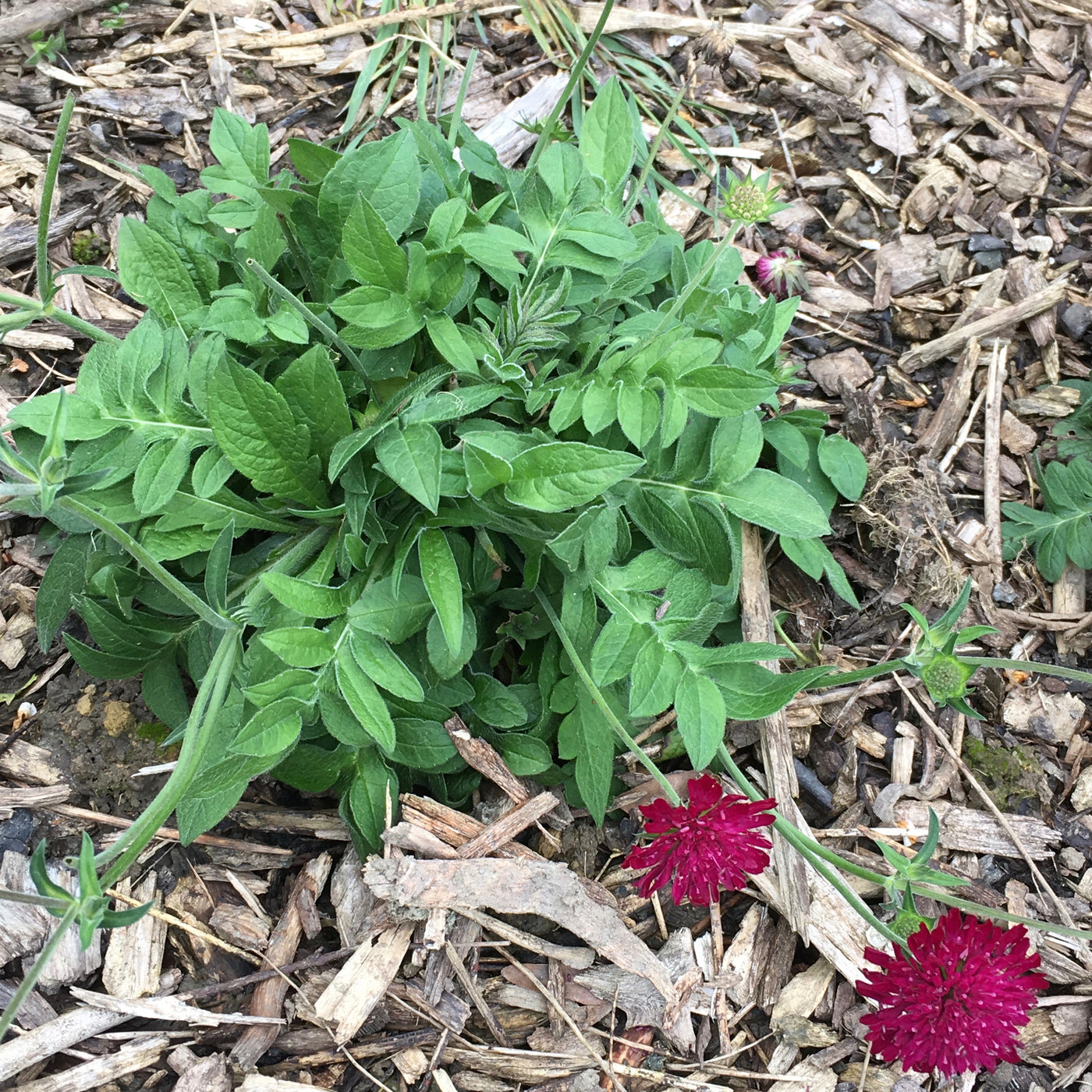 Puriri Lane | Knautia macedonica  | Red Cherries