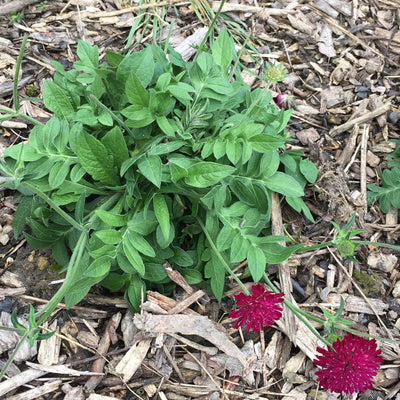 Puriri Lane | Knautia macedonica  | Red Cherries