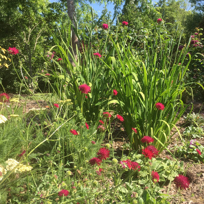 Puriri Lane | Knautia macedonica  | Red Cherries