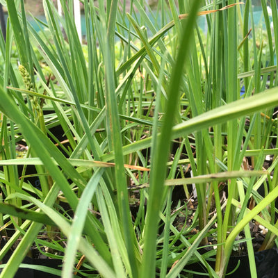 Puriri Lane | Kniphofia pauciflora | Miniature Yellow