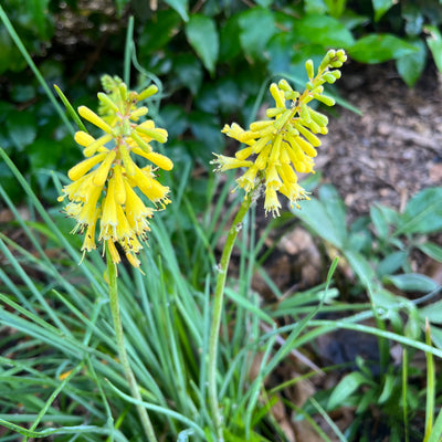 Puriri Lane | Kniphofia pauciflora