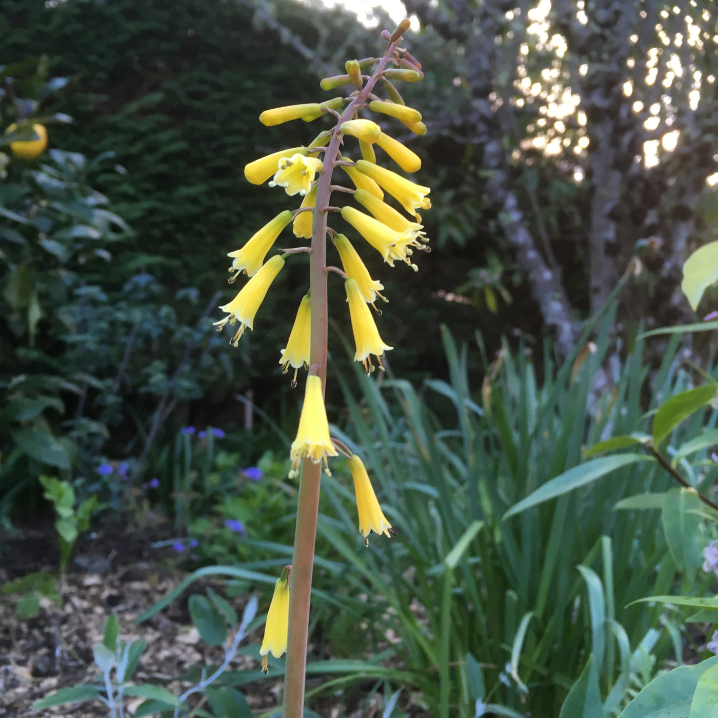 Puriri Lane | Kniphofia pauciflora | Miniature Yellow