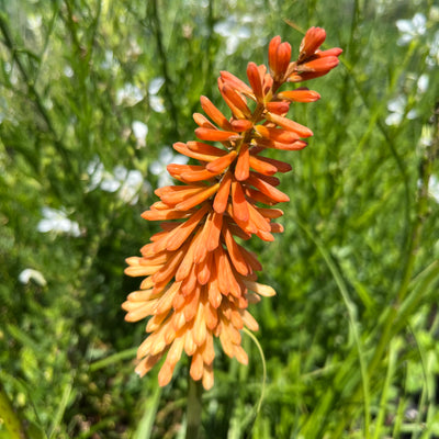 Kniphofia uvaria | Peach