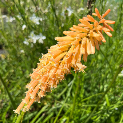 Kniphofia uvaria | Peach