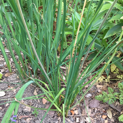 Puriri Lane | Kniphofia uvaria | Peach
