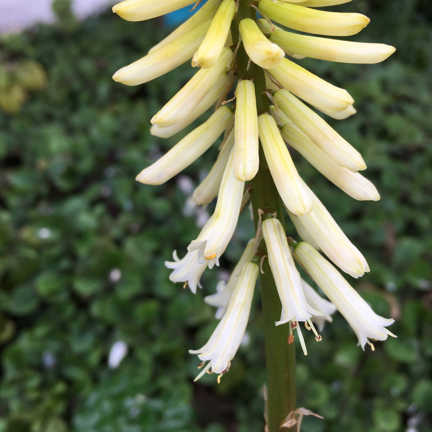 Puriri Lane | Kniphofia  uvaria | Little Maid