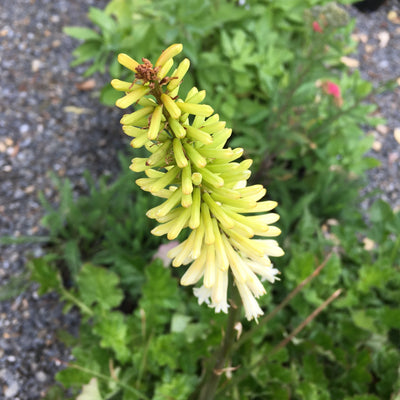 Puriri Lane | Kniphofia  uvaria | Little Maid