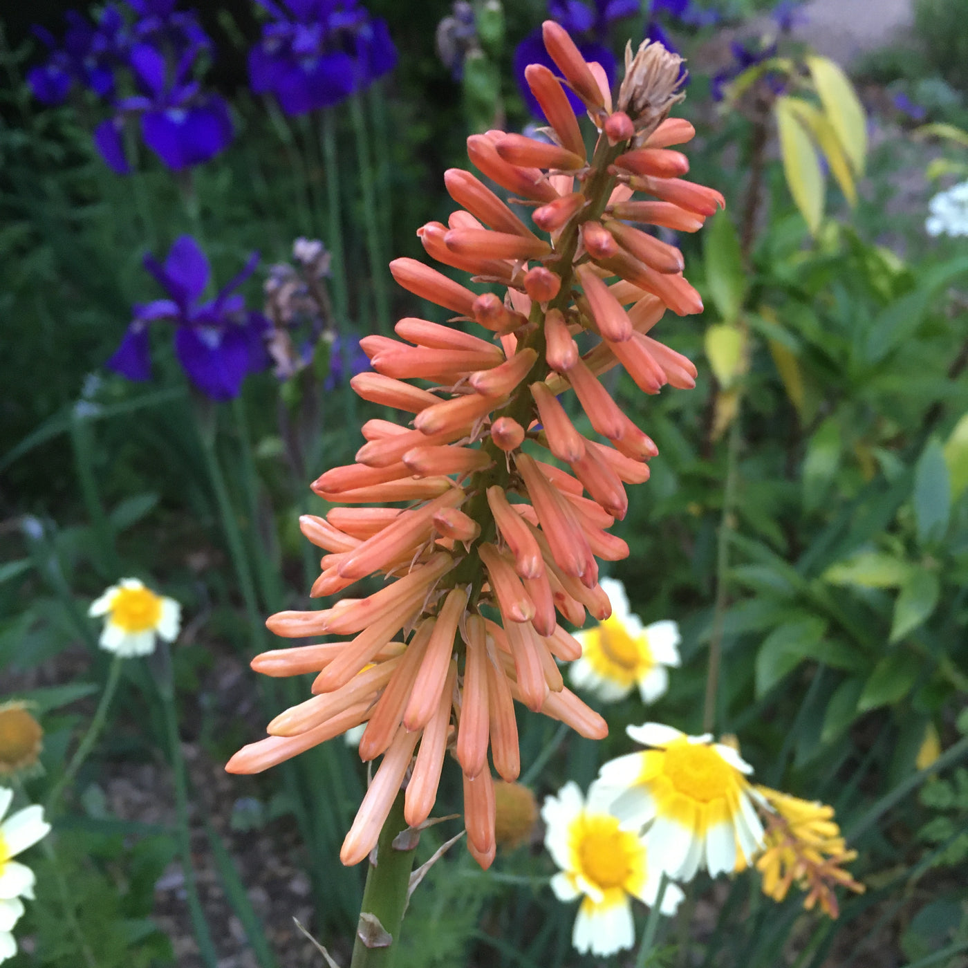 Puriri Lane | Kniphofia uvaria | Peach
