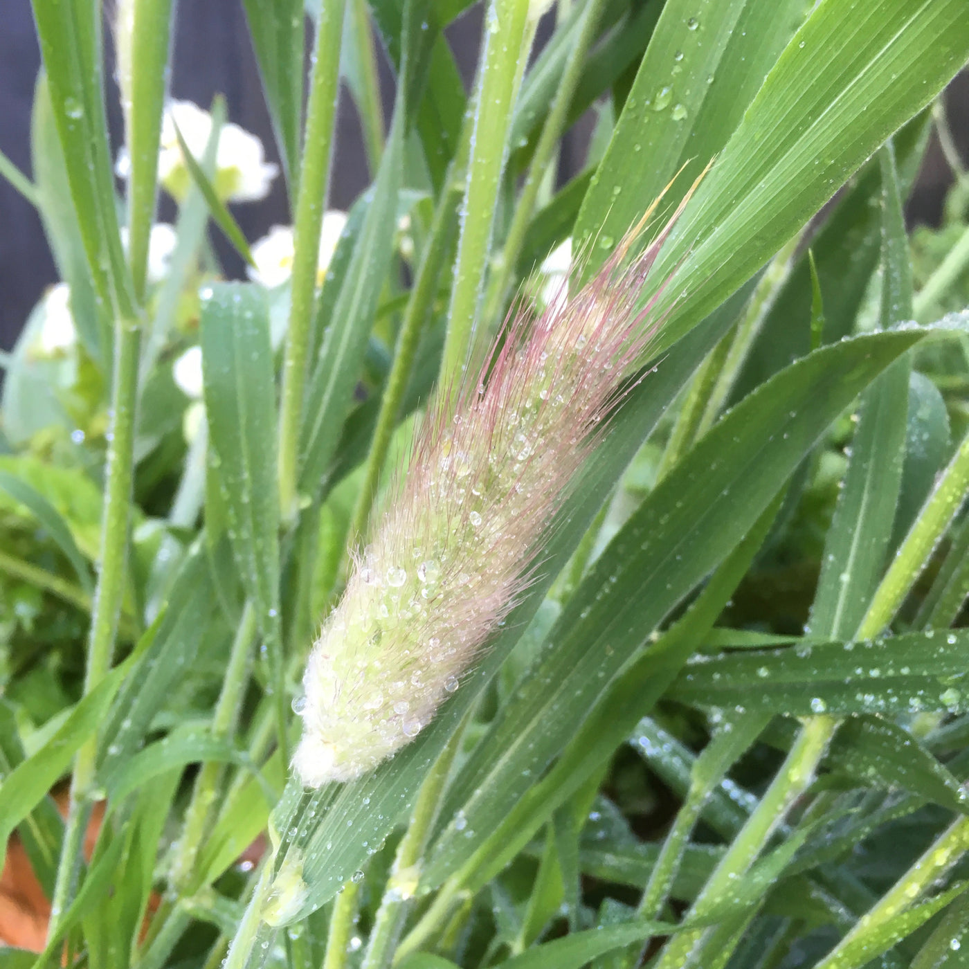 Puriri Lane | Lagurus ovatus | Hares Tail