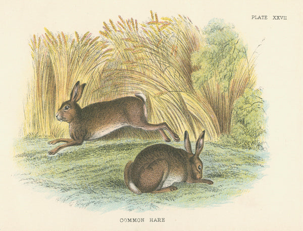 Puriri Lane | Madame Treacle | In The Wheat Patch