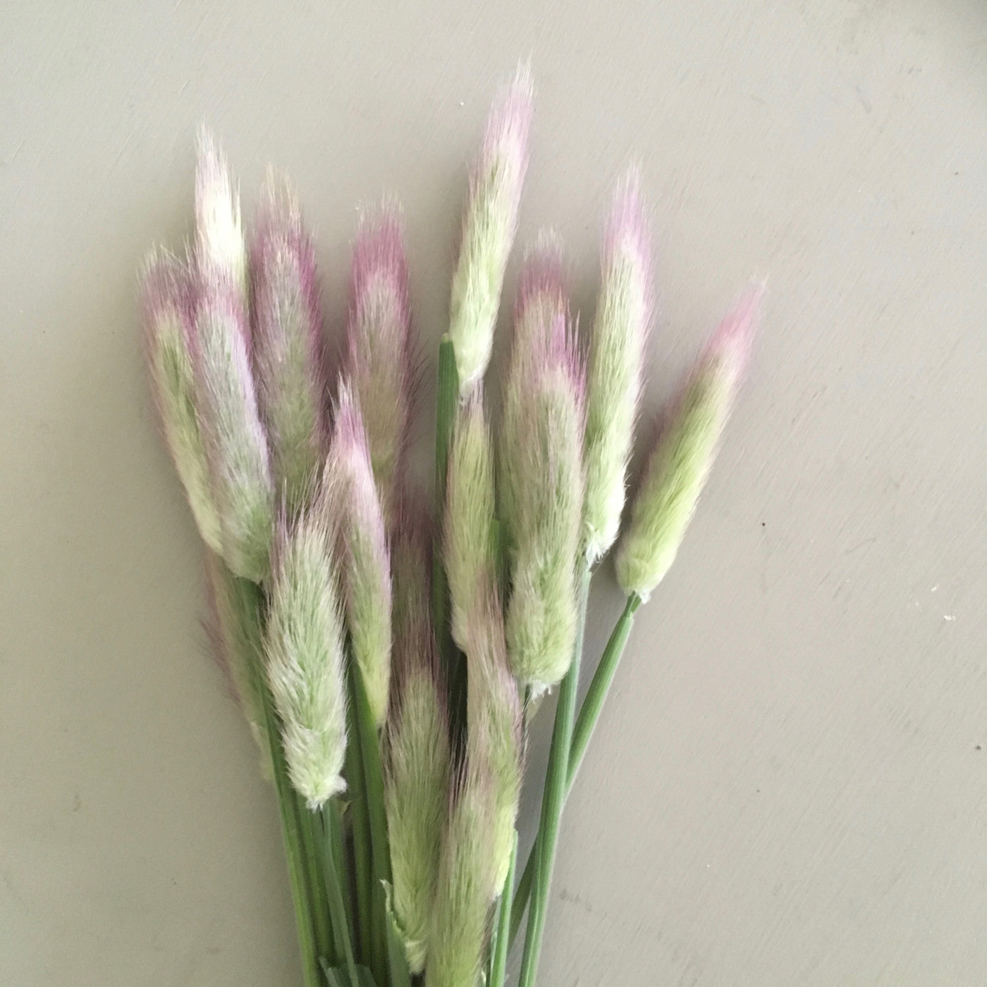 Puriri Lane | Lagurus ovatus | Hares Tail